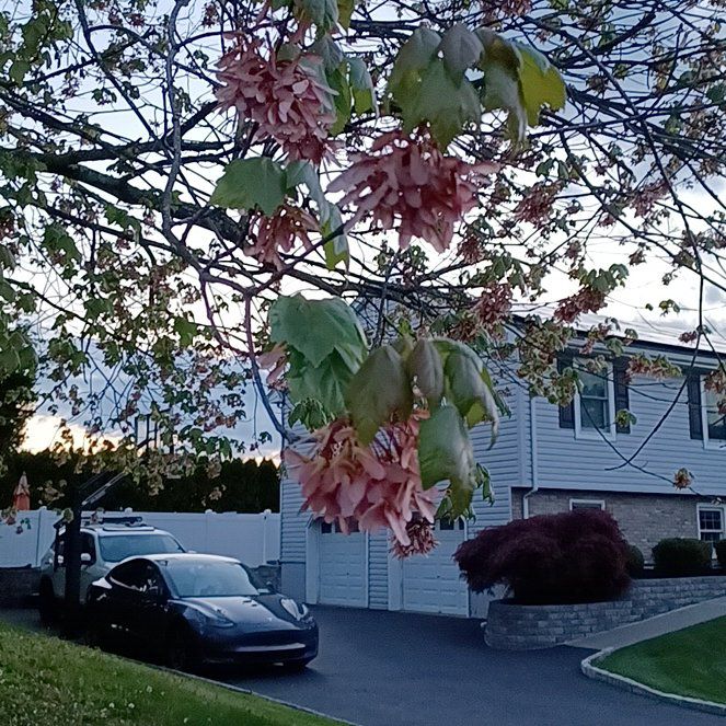 Photo of the plant species Japanese Flowering Cherry by @TastefulFanmoss named Spike Leaves on Greg, the plant care app
