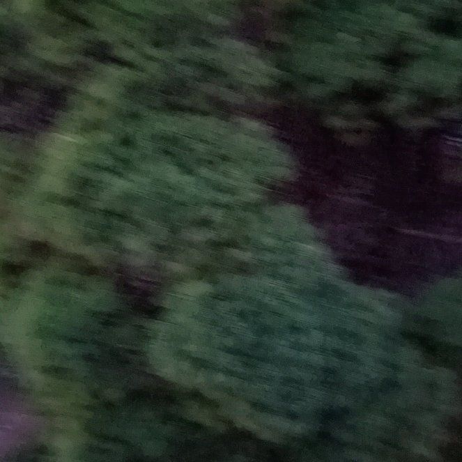 Photo of the plant species Smokebush by @TastefulFanmoss named Eva on Greg, the plant care app