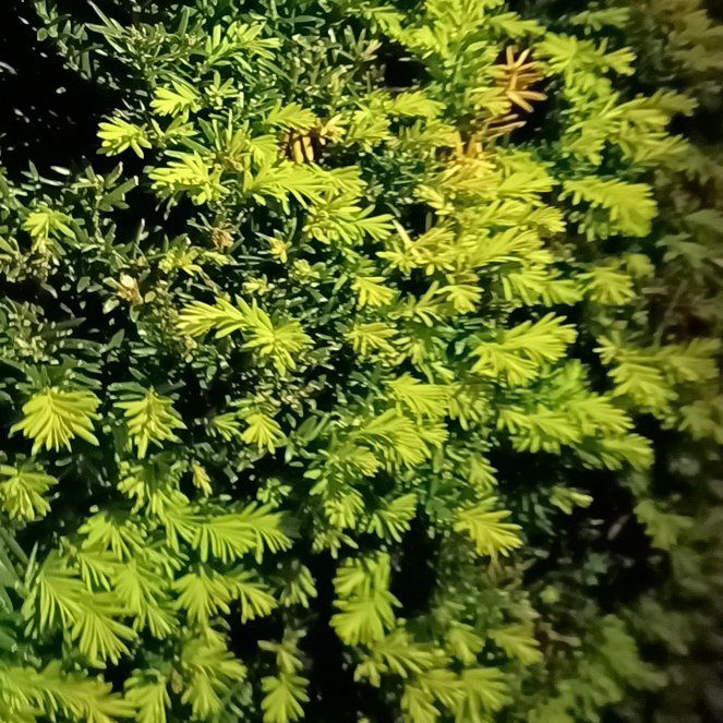 Photo of the plant species Western Hemlock by @TastefulFanmoss named Leaf Erickson on Greg, the plant care app