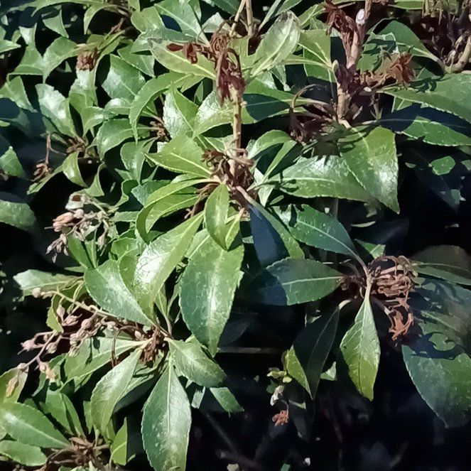 Photo of the plant species Japanese Andromeda by @TastefulFanmoss named Diana on Greg, the plant care app