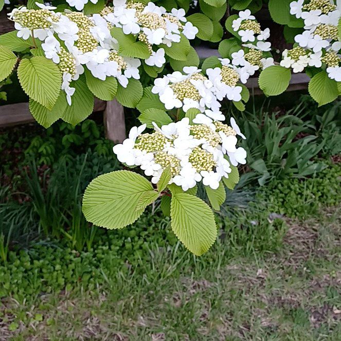 Photo of the plant species Japanese Snowball by @TastefulFanmoss named Sherlock on Greg, the plant care app