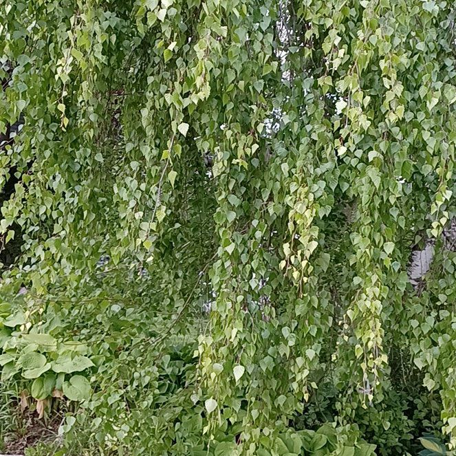 Photo of the plant species Common Pear by @TastefulFanmoss named Remington on Greg, the plant care app