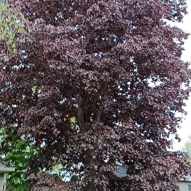Photo of the plant species Cherry Plum by @TastefulFanmoss named Bruce Lee on Greg, the plant care app