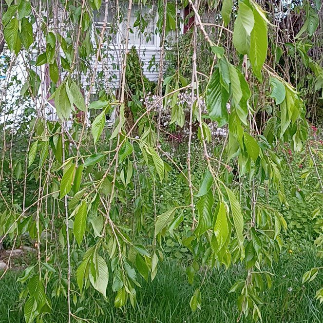 Photo of the plant species Weeping Willow by @TastefulFanmoss named Bella on Greg, the plant care app
