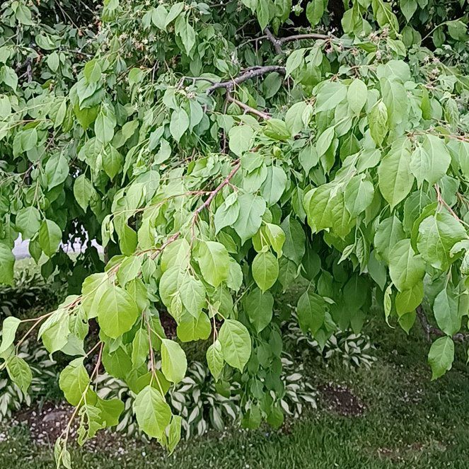 Photo of the plant species Spicebush by @TastefulFanmoss named Apollo on Greg, the plant care app