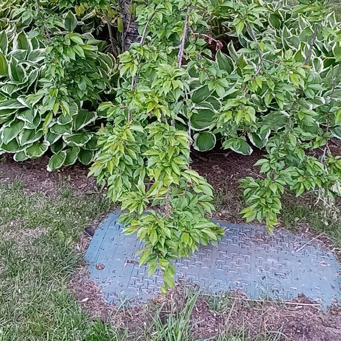 Photo of the plant species Camphor by @TastefulFanmoss named Bodhi on Greg, the plant care app