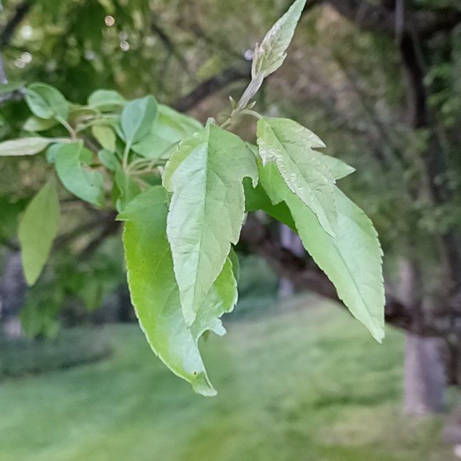 Photo of the plant species Oregon Crabapple by @TastefulFanmoss named Treeyoncé on Greg, the plant care app