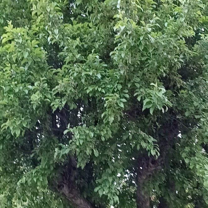 Photo of the plant species Quenepa by @TastefulFanmoss named Kobe on Greg, the plant care app