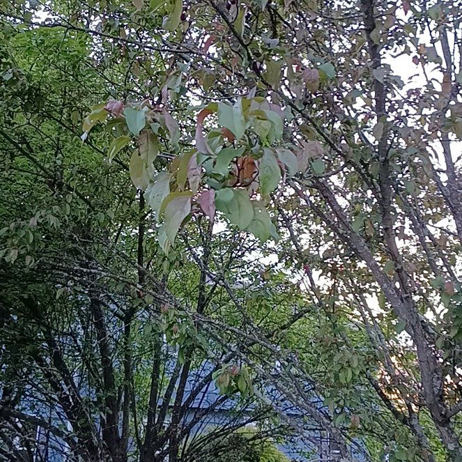 Photo of the plant species Apricot by @TastefulFanmoss named Denali on Greg, the plant care app