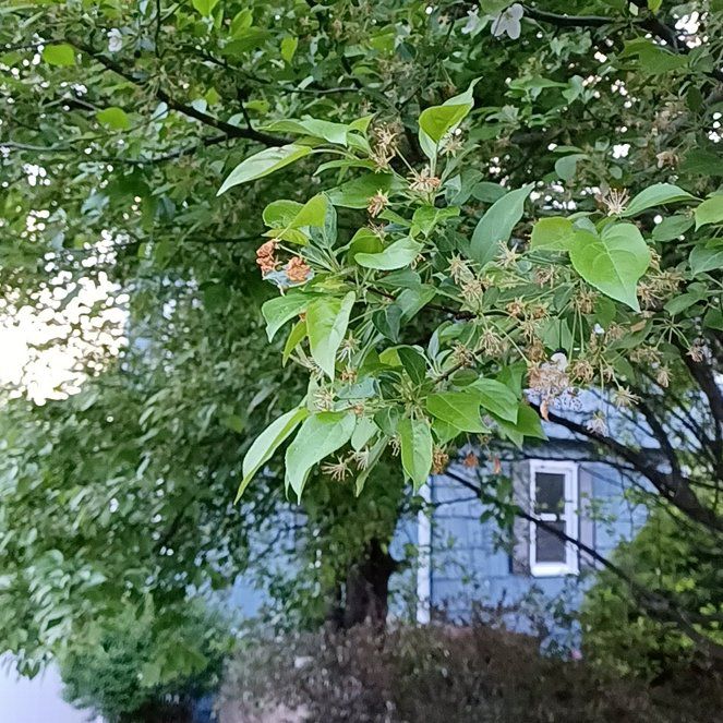 Photo of the plant species Camphor by @TastefulFanmoss named Foxxy on Greg, the plant care app