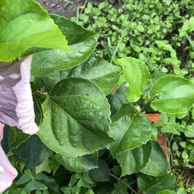 Photo of the plant species Cajun Hibiscus by @FitCowshorn3 named Sherlock on Greg, the plant care app