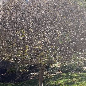 Photo of the plant species Dwarf korean lilac by @TerrificAraceae named Cleopatra on Greg, the plant care app