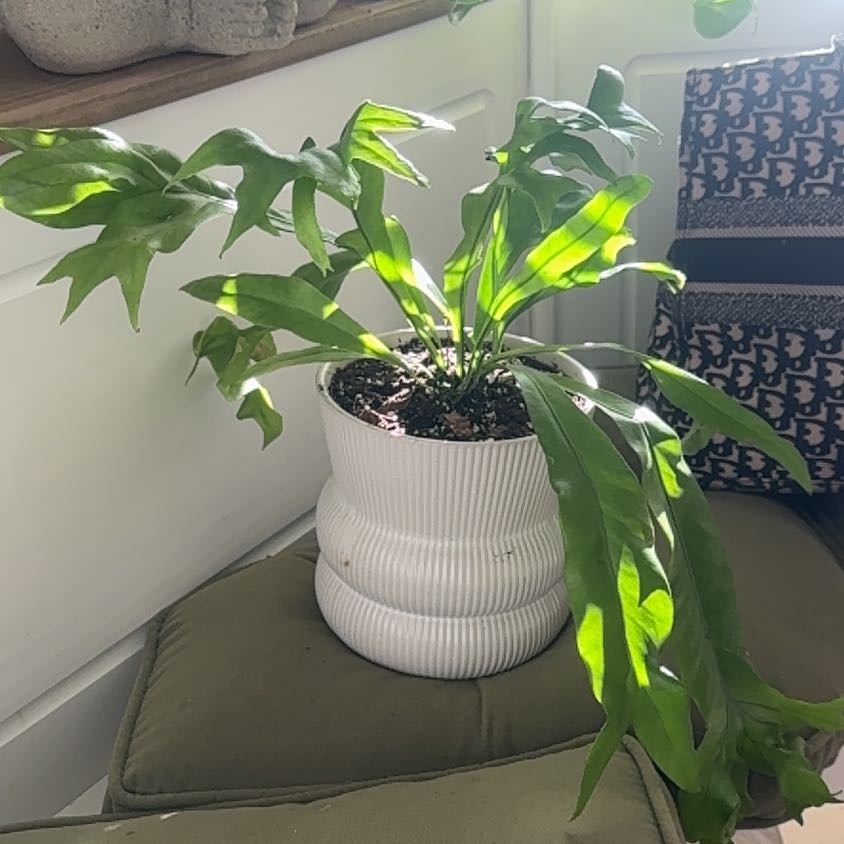 Photo of the plant species Fishtail fern by @JewelledBogbean named Sol on Greg, the plant care app