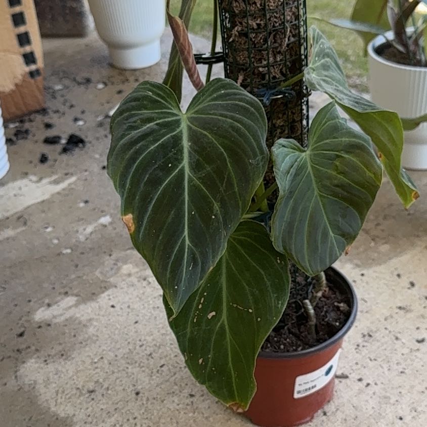 Photo of the plant species Philodendron Gigas by @JewelledBogbean named ChloroPhil on Greg, the plant care app