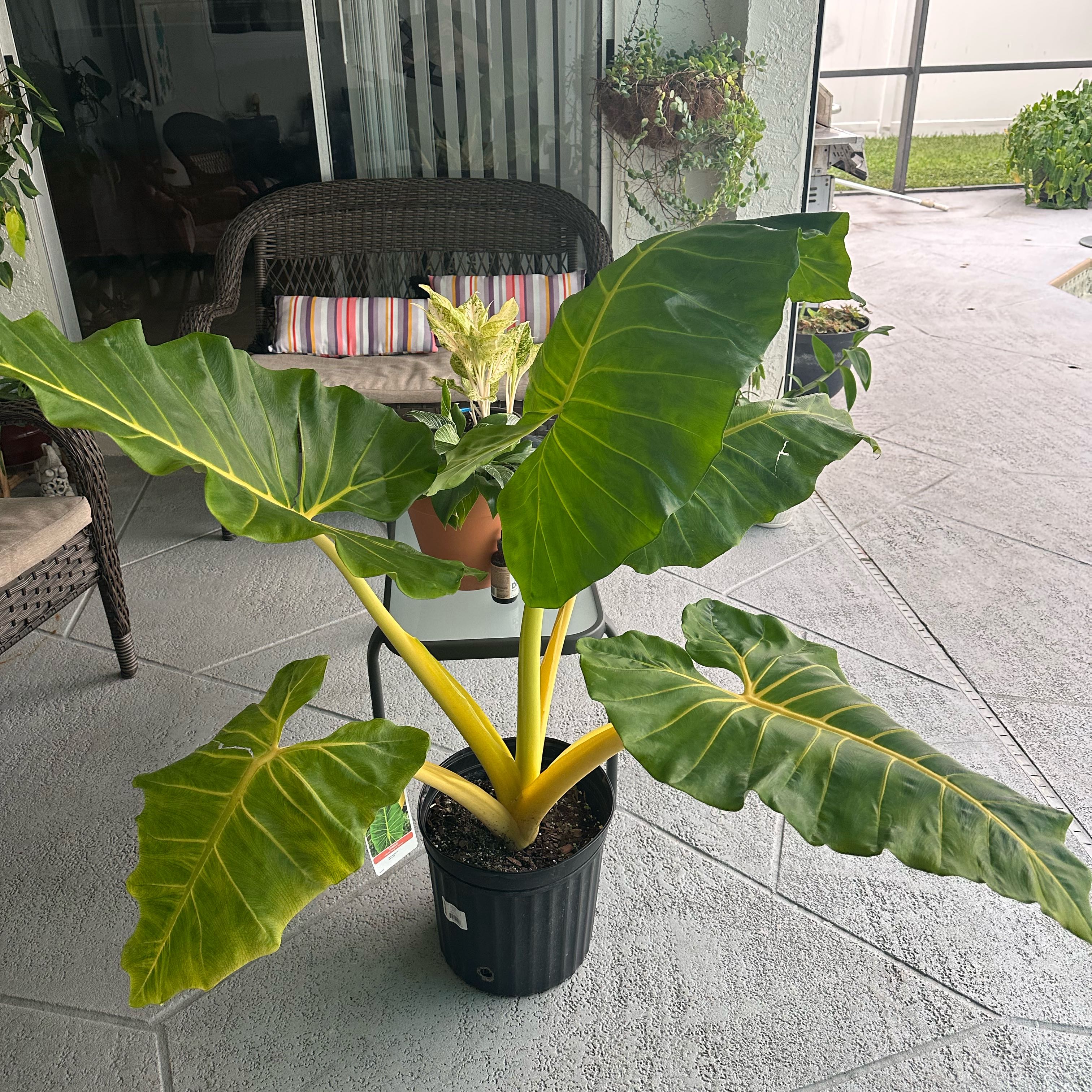 Photo of the plant species Alocasia Lutea by @GladZebraplant named Marilyn on Greg, the plant care app