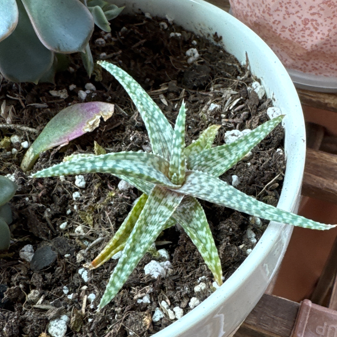 Photo of the plant species Aloe 'White Fox' by @hypernicki named Darwin on Greg, the plant care app