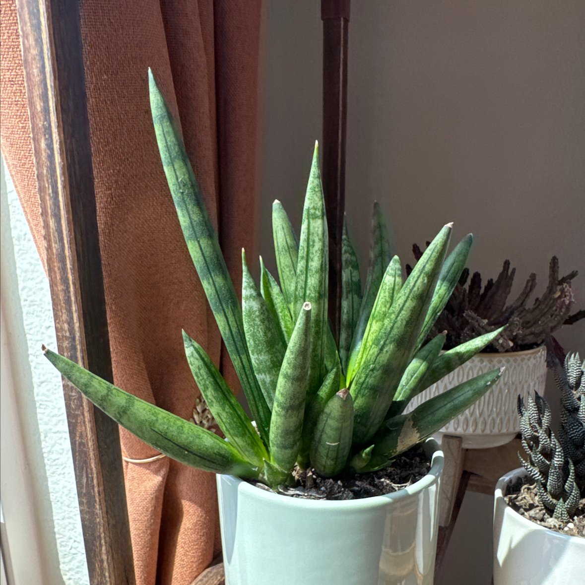 Photo of the plant species Hedgehog Sansevieria by @hypernicki named Sonic on Greg, the plant care app