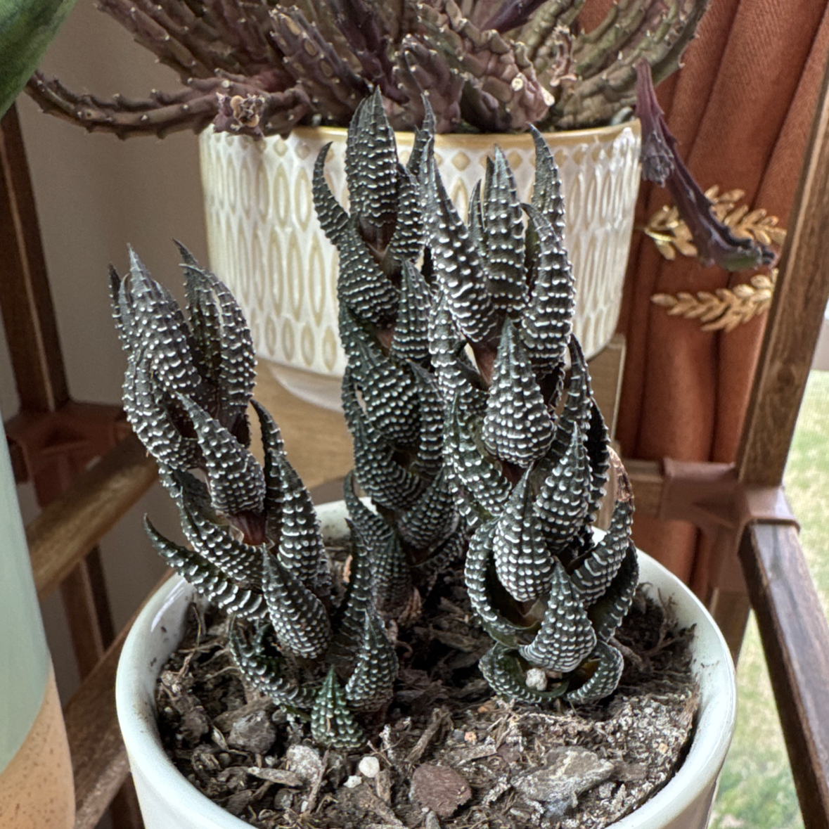 Photo of the plant species Haworthiopsis coarctata by @hypernicki named Goku on Greg, the plant care app