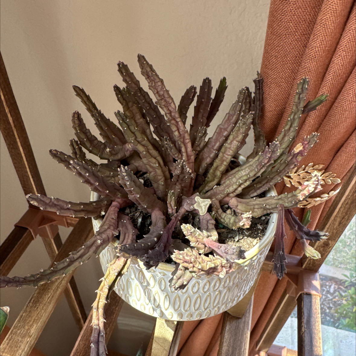 Photo of the plant species Schinz's Stapelia by @hypernicki named Scarlett on Greg, the plant care app