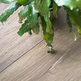 Photo of the plant species Epiphyllum 'Fire' by @MaximalNiaouli named Daphne on Greg, the plant care app