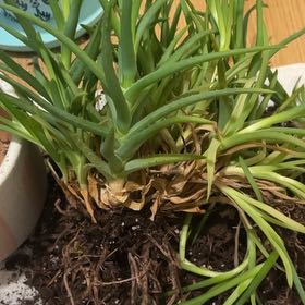 Photo of the plant species Dwarf Aloe by @ManyCebenese9 named Tobias on Greg, the plant care app