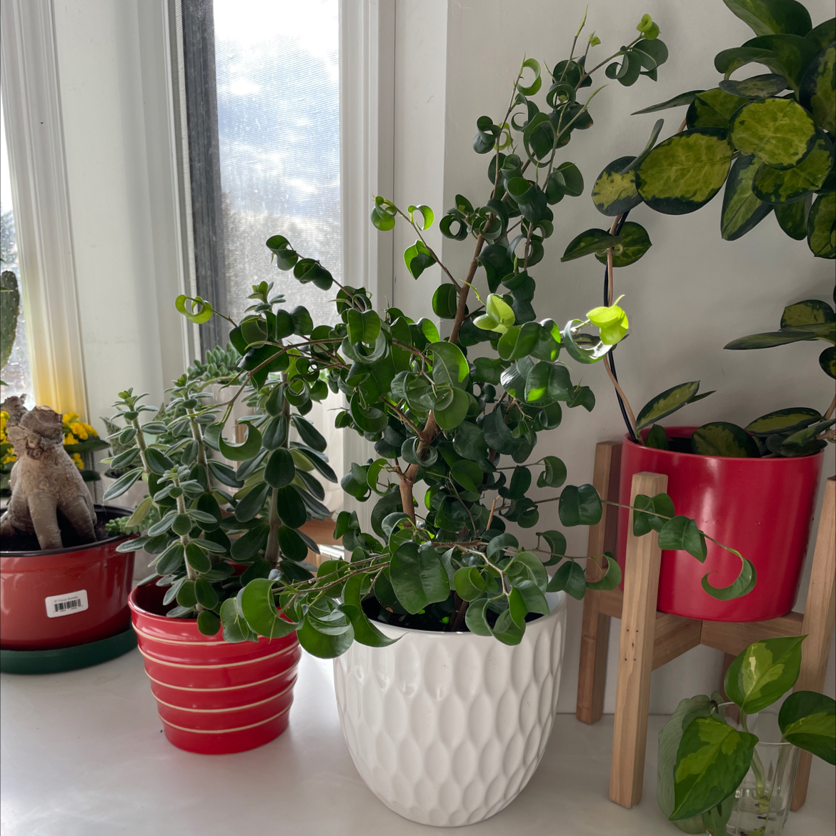 Photo of the plant species Curly Weeping Fig by @SavoryPinklaui named Caiside on Greg, the plant care app