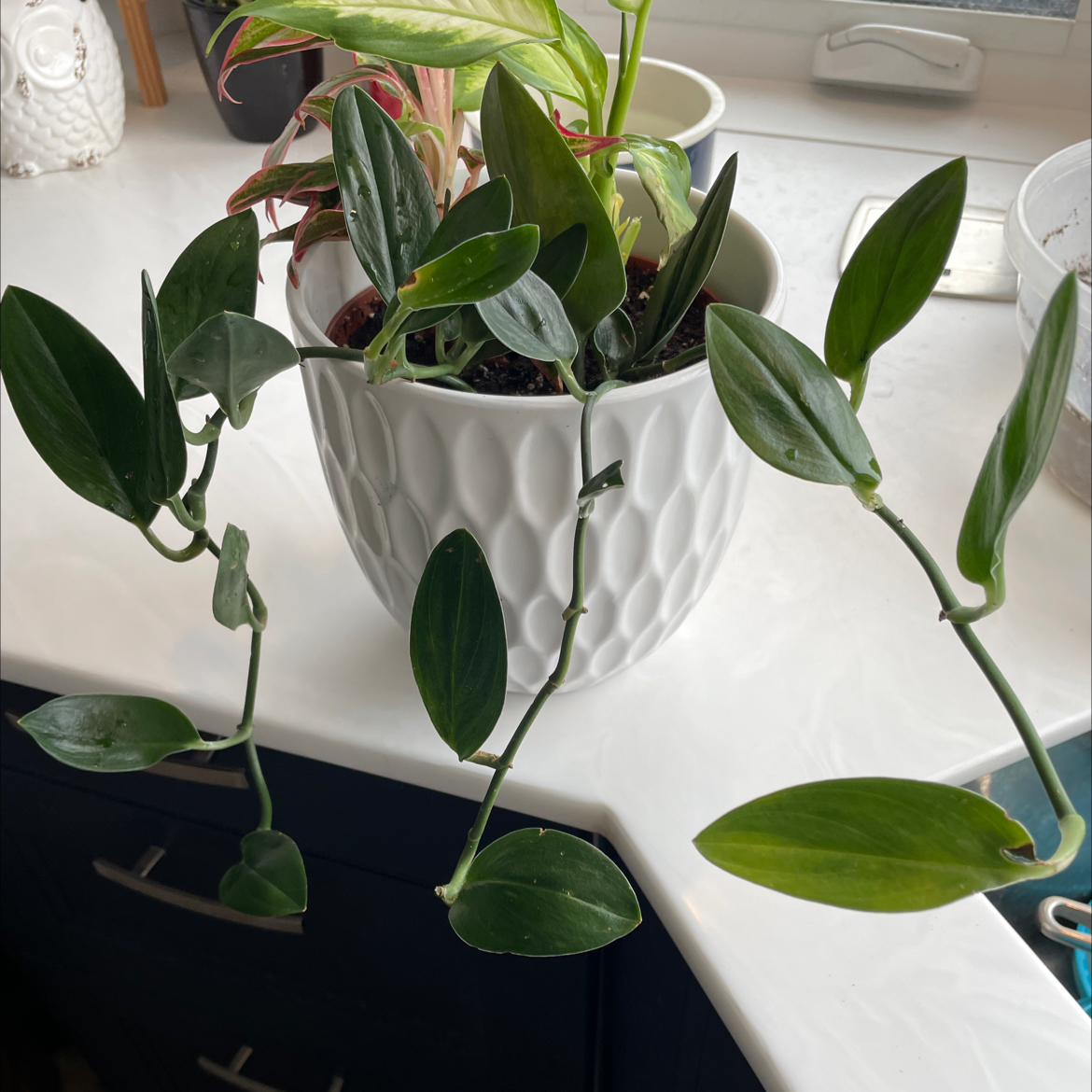 Photo of the plant species Scindapsus treubii 'Dark Form' by @SavoryPinklaui named Shadow on Greg, the plant care app