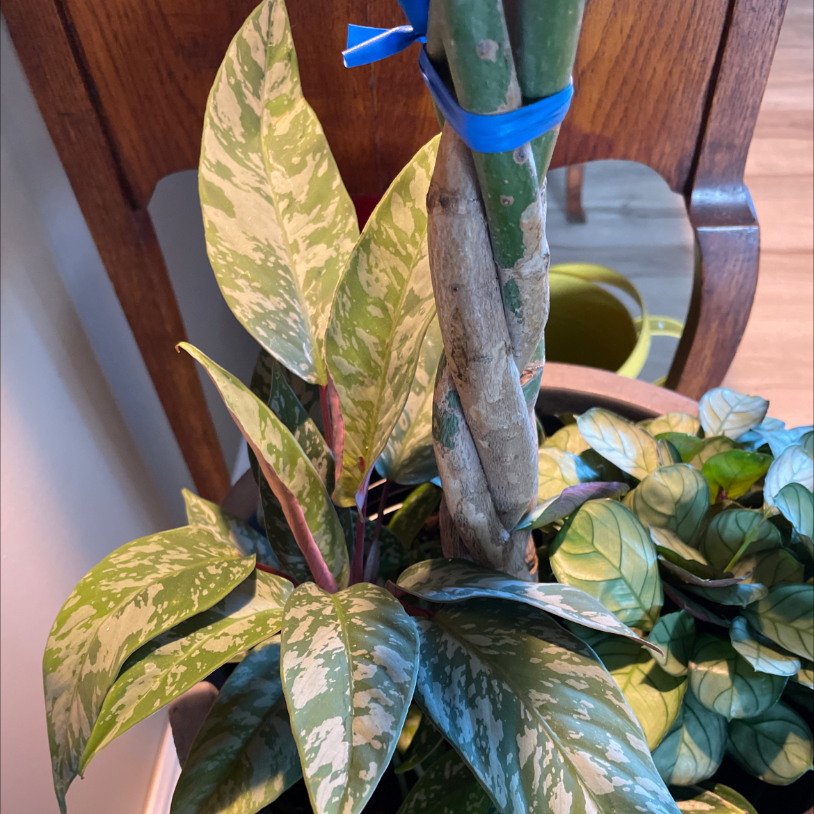 Photo of the plant species Apoballis Red Sword by @SavoryPinklaui named Apollonia on Greg, the plant care app