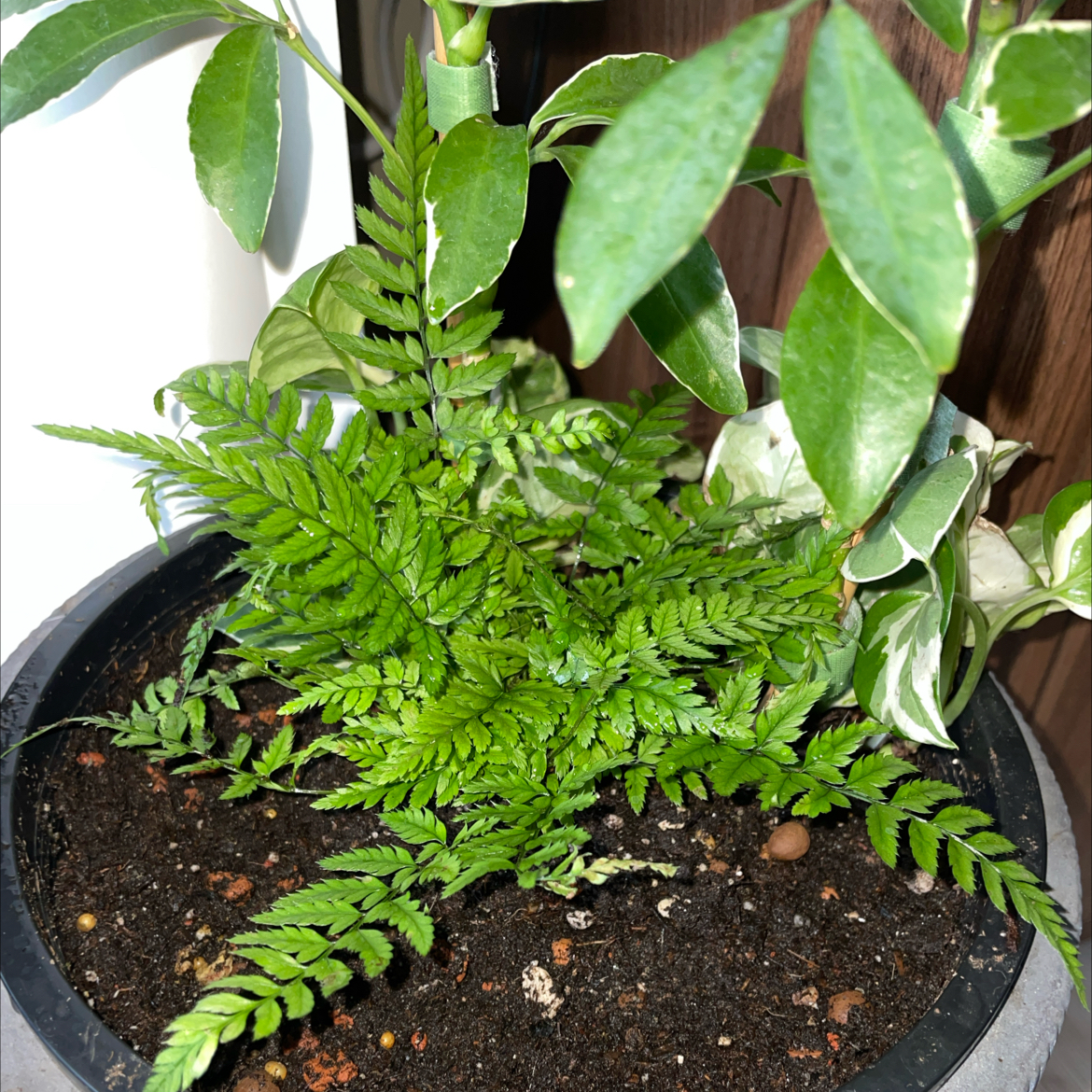 Photo of the plant species Japanese Lace Fern by @SavoryPinklaui named Hamilton on Greg, the plant care app