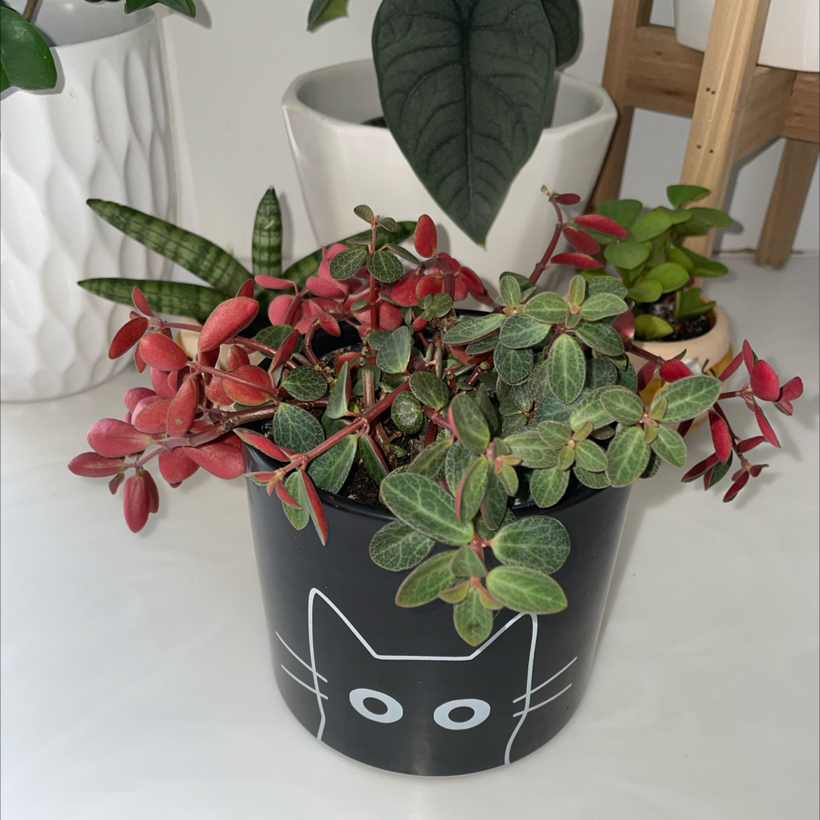 Photo of the plant species Peperomia 'Double Duty' by @SavoryPinklaui named Venus on Greg, the plant care app
