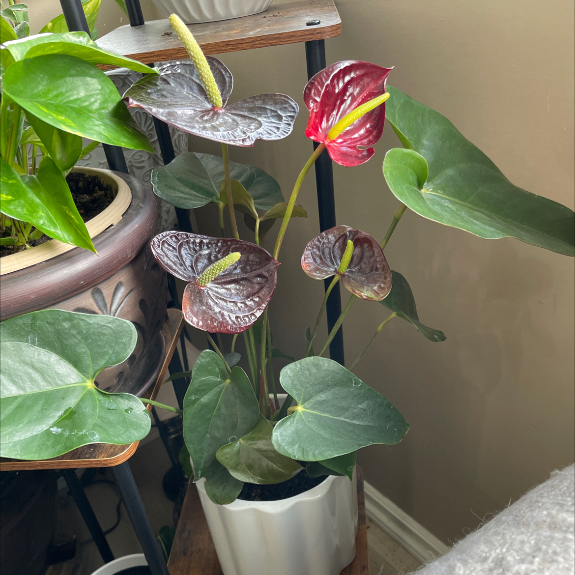 Photo of the plant species Black Anthurium by @SavoryPinklaui named Kali on Greg, the plant care app