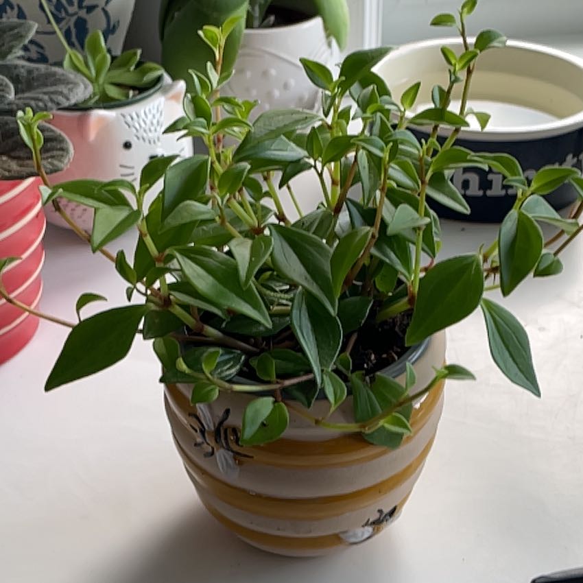 Photo of the plant species Amigo Marcello by @SavoryPinklaui named Amigo on Greg, the plant care app