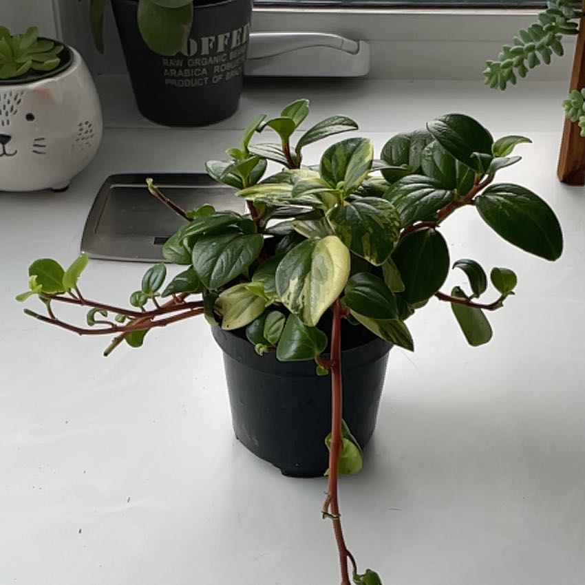 Photo of the plant species Variegated Vining Peperomia by @SavoryPinklaui named Europa on Greg, the plant care app