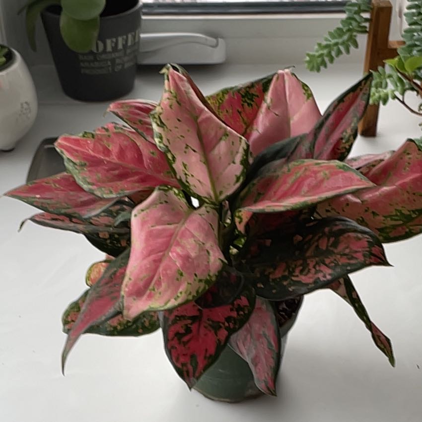 Photo of the plant species Aglaonema 'Ruby' by @SavoryPinklaui named Ruby on Greg, the plant care app