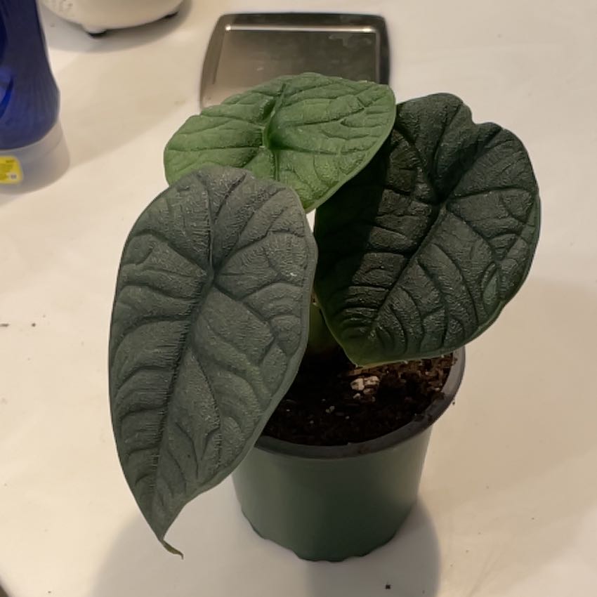 Photo of the plant species alocasia rhino skin by @SavoryPinklaui named Gobi on Greg, the plant care app