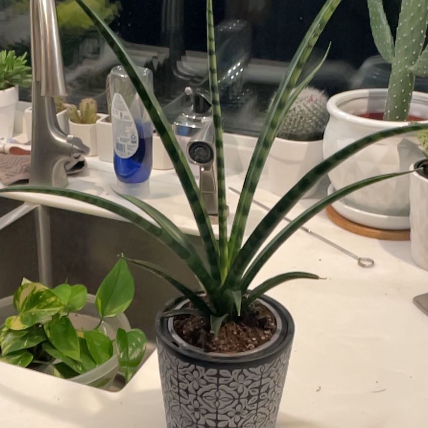Photo of the plant species Mikado Snake Plant by @SavoryPinklaui named Medusa on Greg, the plant care app