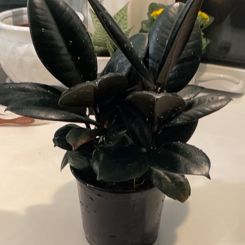 Photo of the plant species Black Ficus Tree by @SavoryPinklaui named Lilith on Greg, the plant care app