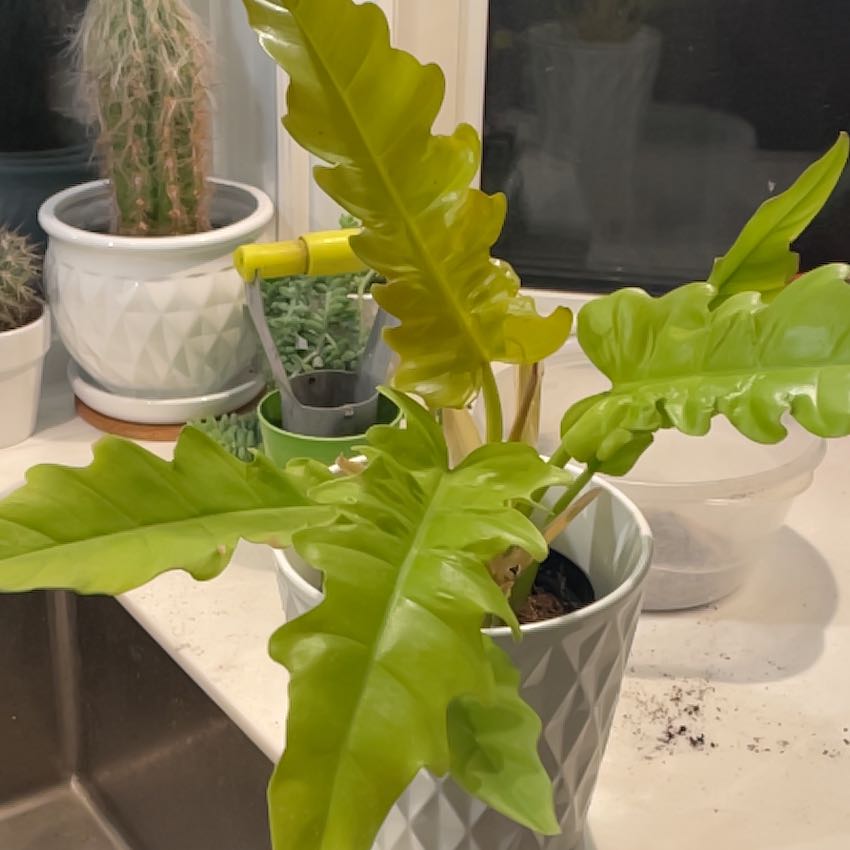 Photo of the plant species Golden croc by @SavoryPinklaui named Claire on Greg, the plant care app