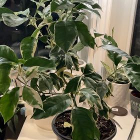 Photo of the plant species Verigated Pink Eureka Lemon Tree by @SavoryPinklaui named Eureka on Greg, the plant care app