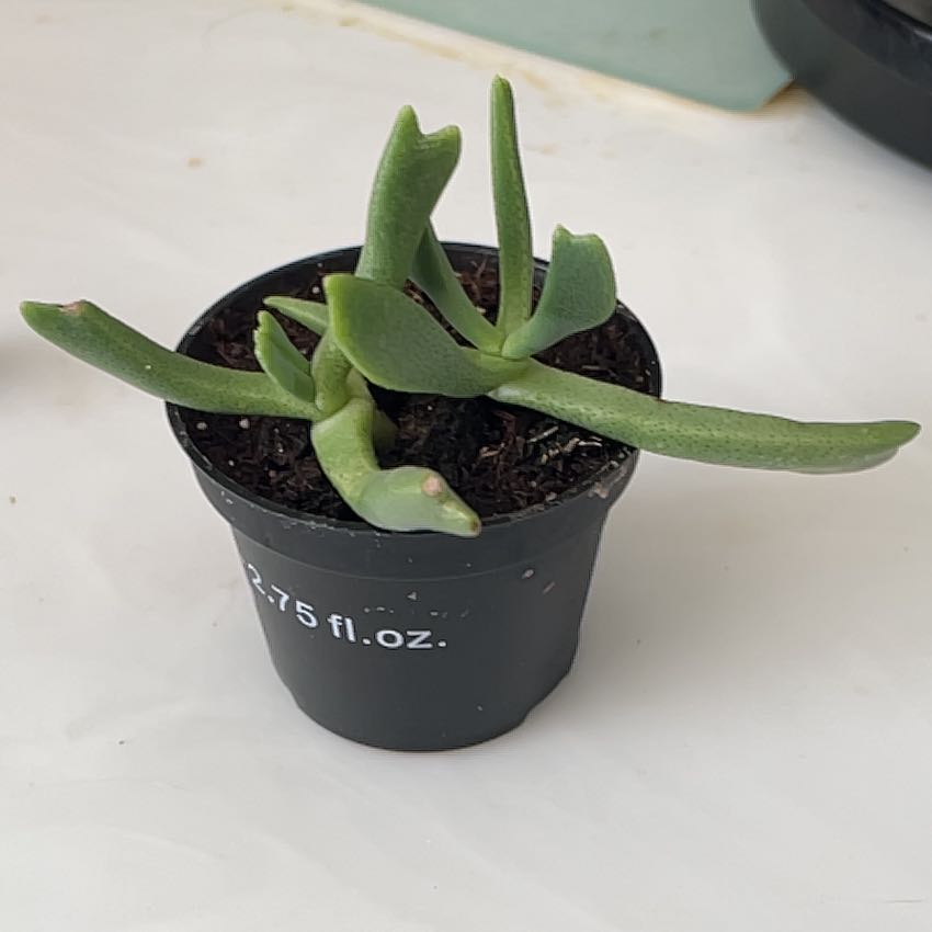 Photo of the plant species Elkhorn Plant by @SavoryPinklaui named Banff on Greg, the plant care app