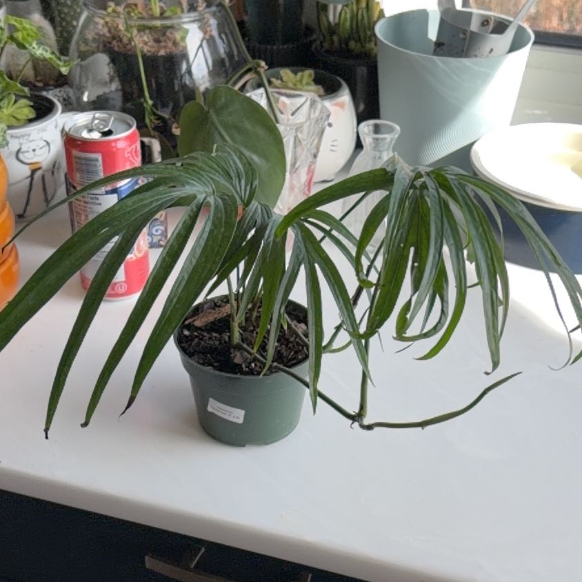 Photo of the plant species zippelianum by @SavoryPinklaui named Ami on Greg, the plant care app