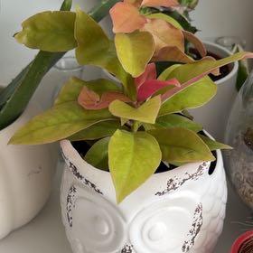 Photo of the plant species lemon vine by @SavoryPinklaui named Mabel on Greg, the plant care app