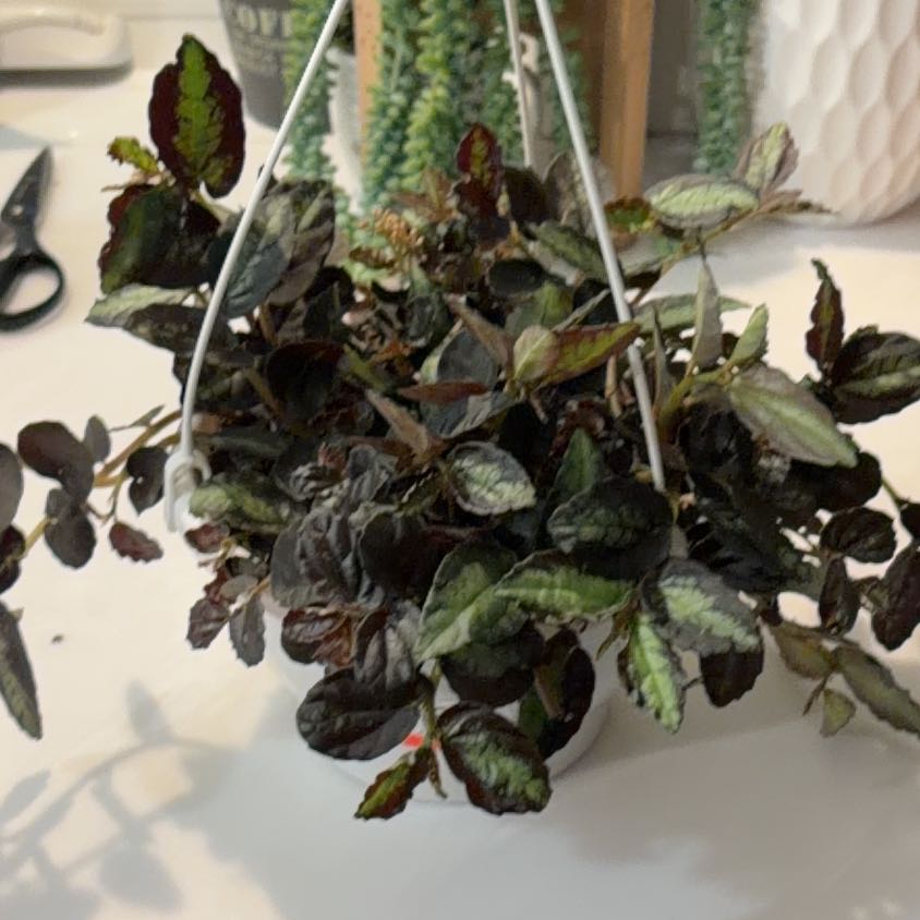 Photo of the plant species Polynesian Ivy by @SavoryPinklaui named Sylvie on Greg, the plant care app