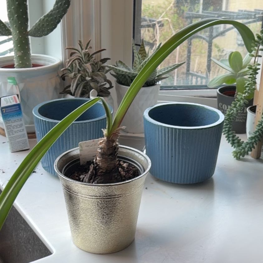 Photo of the plant species Amaryllis by @SavoryPinklaui named Amarillo on Greg, the plant care app