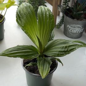 Photo of the plant species Panama Hat Plant by @SavoryPinklaui named Santiago on Greg, the plant care app