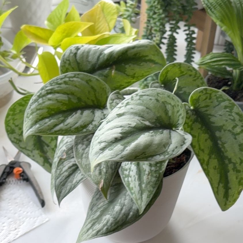 Photo of the plant species Silver Splash Pothos by @SavoryPinklaui named Celeste on Greg, the plant care app