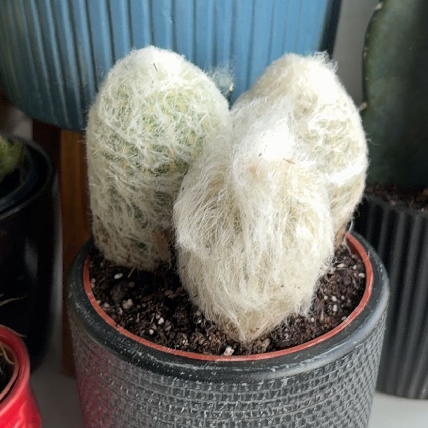 Photo of the plant species Old Man Cactus by @SavoryPinklaui named Cicero on Greg, the plant care app