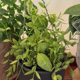 Photo of the plant species Ant Plant by @SavoryPinklaui named Colony on Greg, the plant care app
