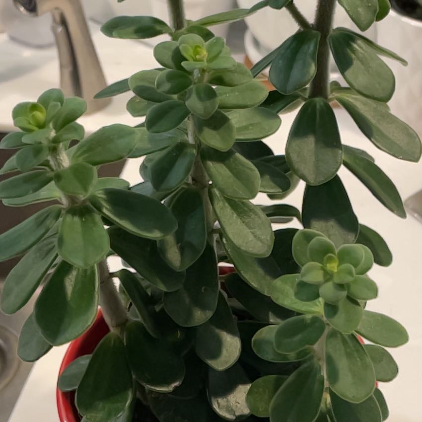 Photo of the plant species Columnar Peperomia by @SavoryPinklaui named Morgan Treeman on Greg, the plant care app