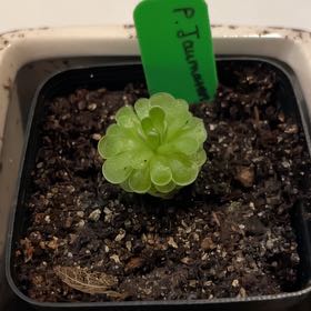 Photo of the plant species Jaumave Butterwort by @SavoryPinklaui named Hannibal on Greg, the plant care app